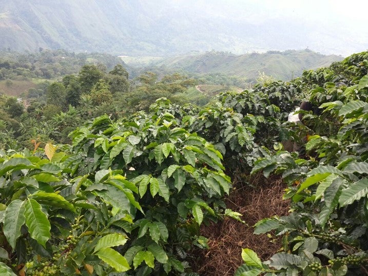 Coffee plants in a landscape around Café Maciso, Colombia, illustrating Colombian coffee country.