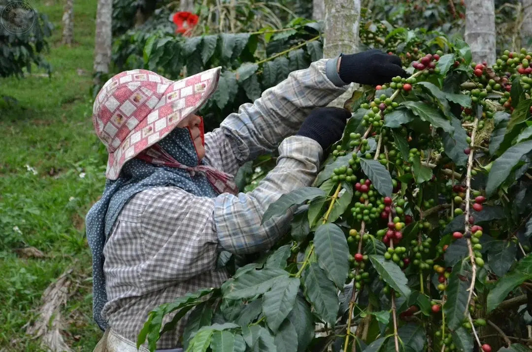 The Coffee Growing Process: From Bean to Brew Cozy Notes Coffee Co