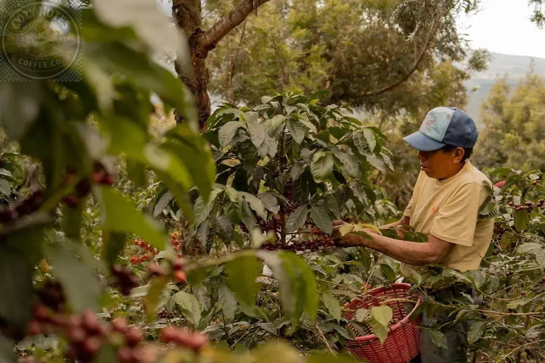 The Rich Journey of Coffee: From Bean to Brew Cozy Notes Coffee Co