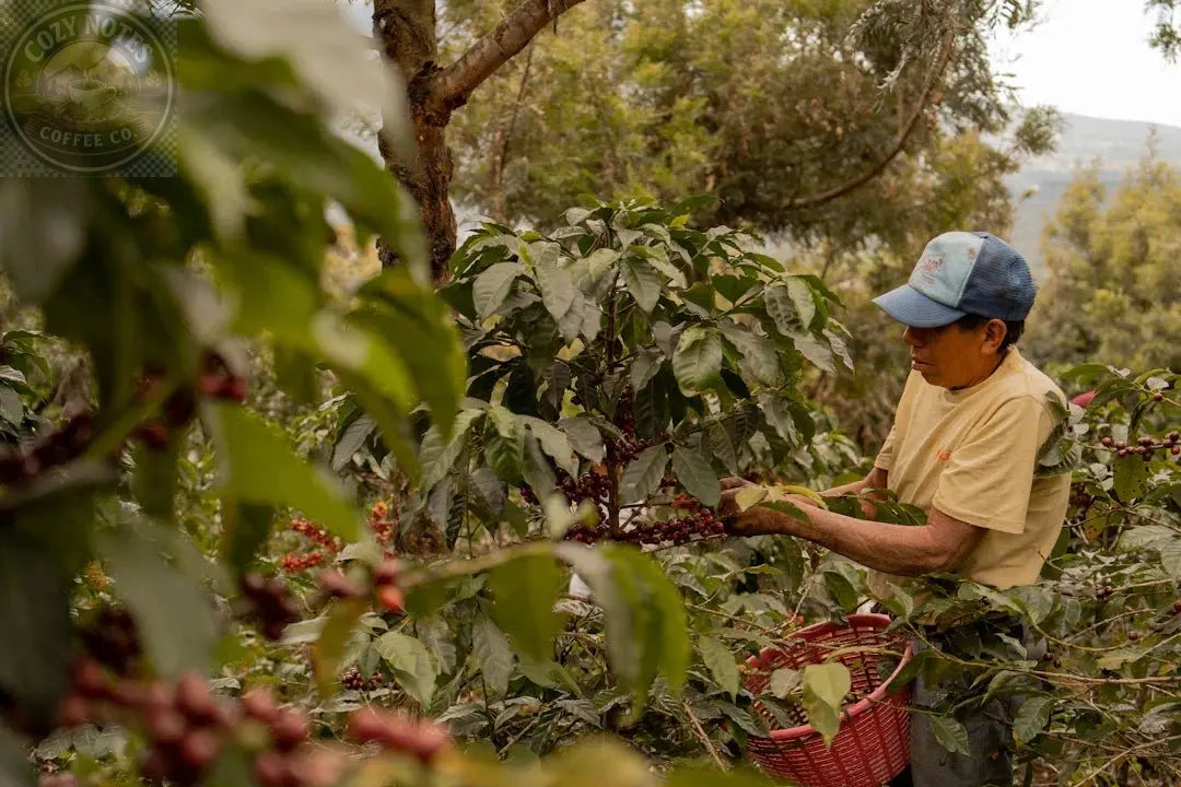 The Rich Journey of Coffee: From Bean to Brew Cozy Notes Coffee Co