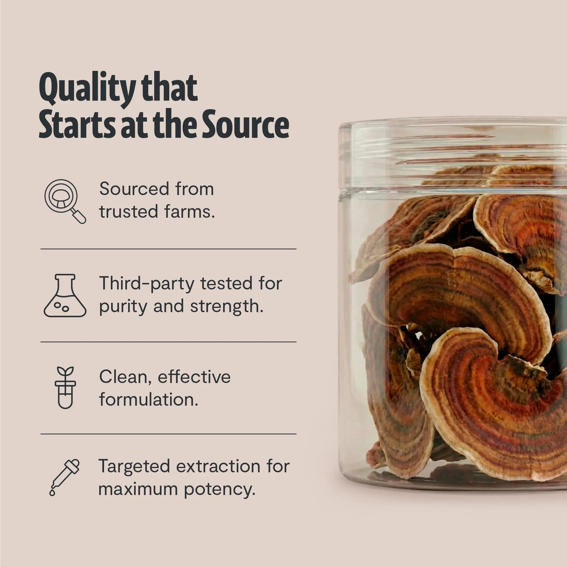 Organic Turkey Tail Mushroom Powder FreshCap Mushrooms
