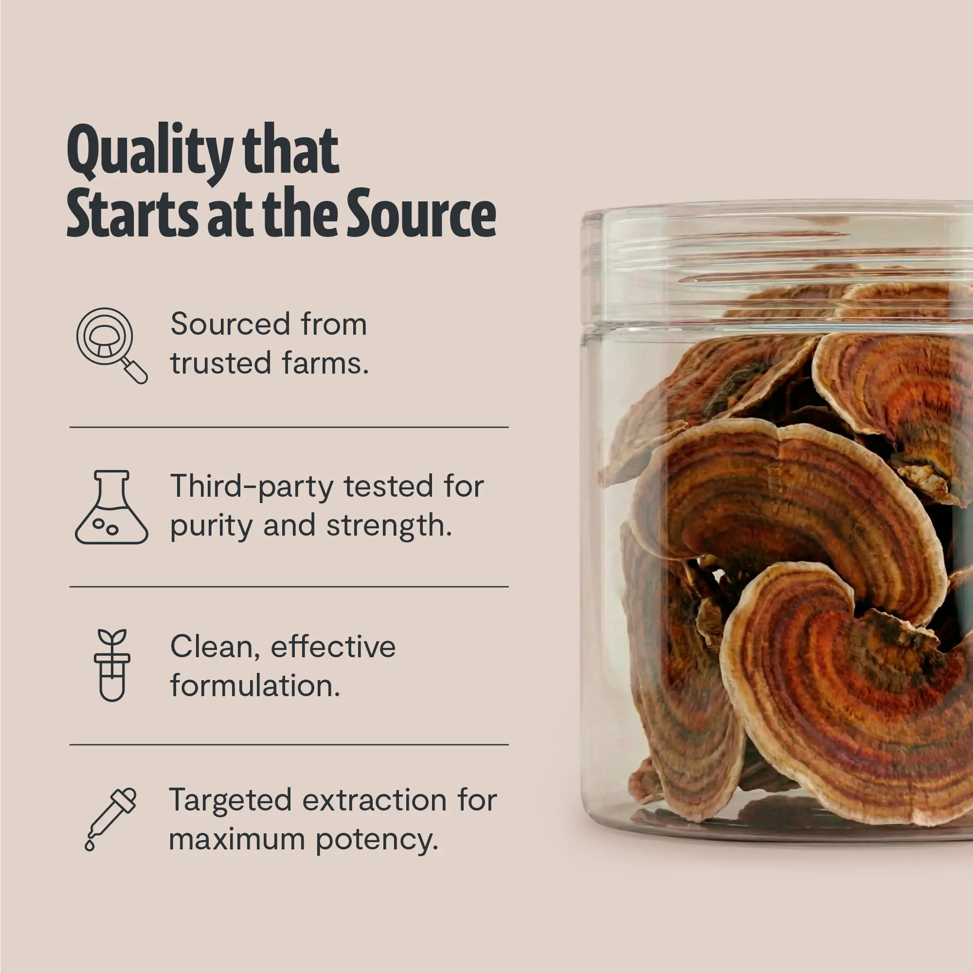 Organic Turkey Tail Mushroom Powder FreshCap Mushrooms
