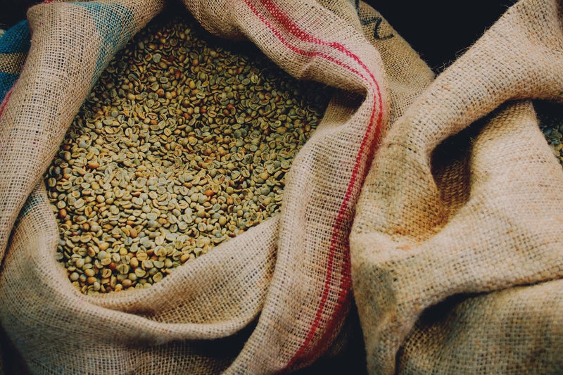 Unroasted green coffee beans in an open burlap sack