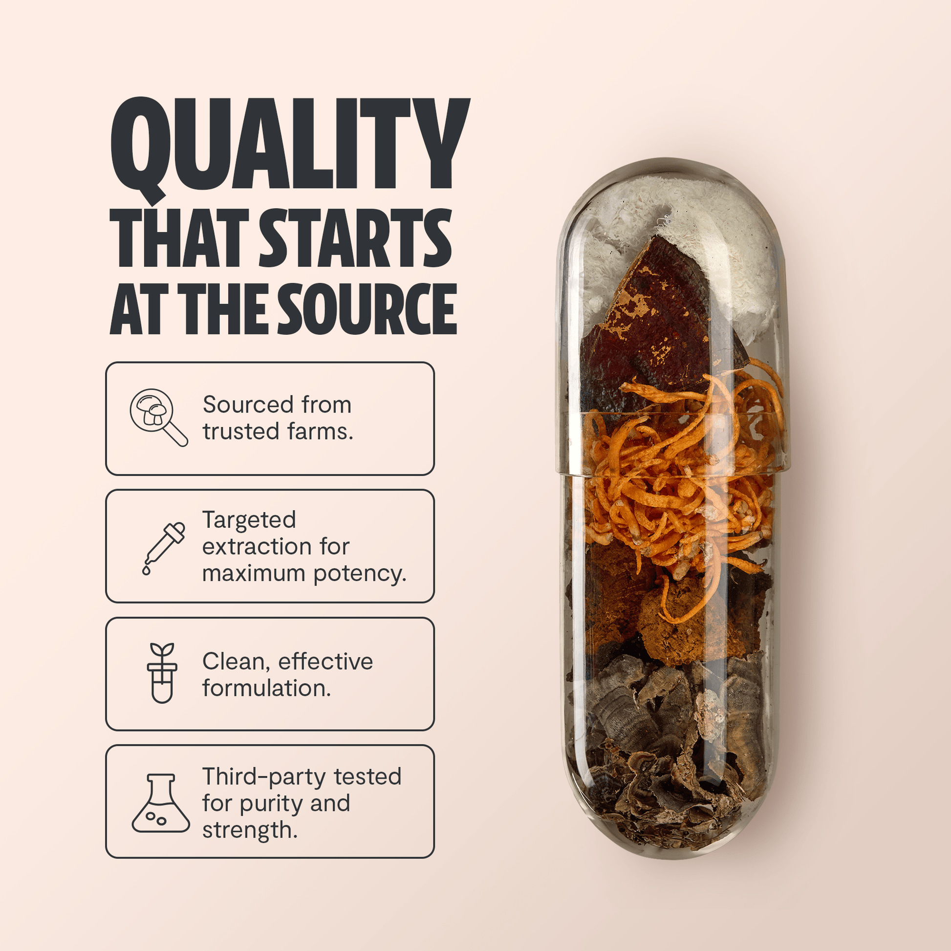 Organic Mushroom Complex Supplement Capsules - Cozy Notes Coffee Co