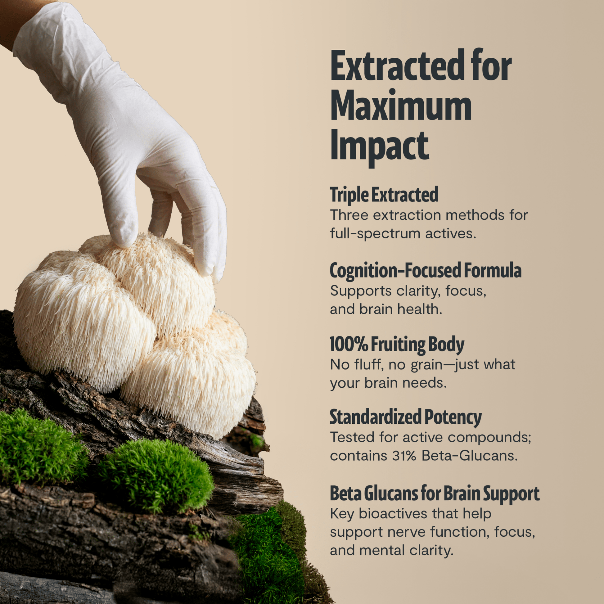 Organic Mushroom Complex Supplement Capsules - Cozy Notes Coffee Co