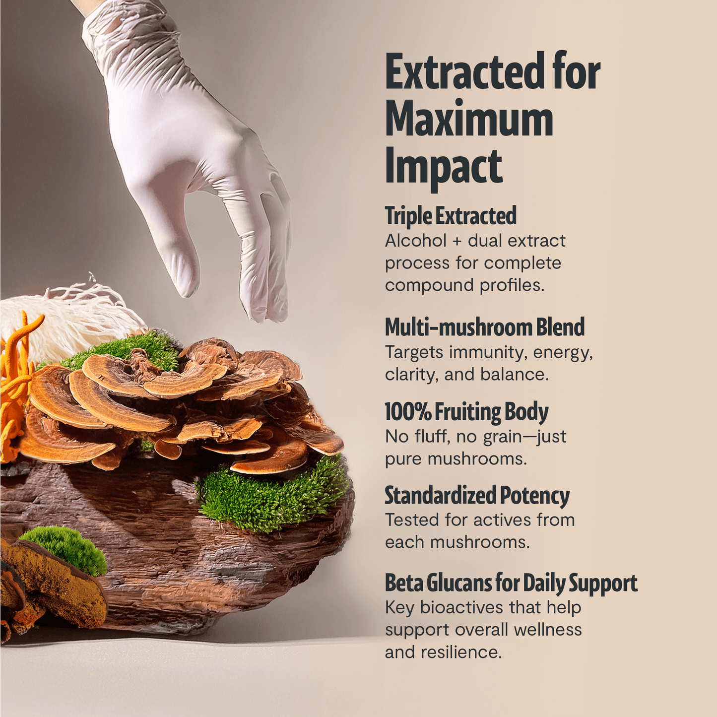Organic Mushroom Complex Supplement Capsules - Cozy Notes Coffee Co