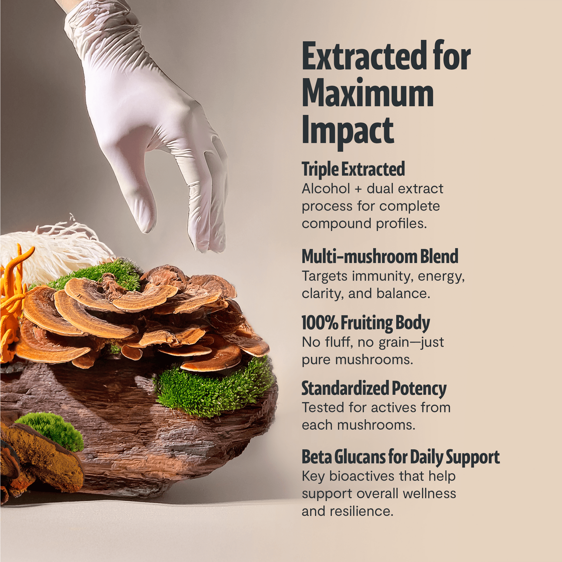Organic Mushroom Complex Supplement Capsules - Cozy Notes Coffee Co