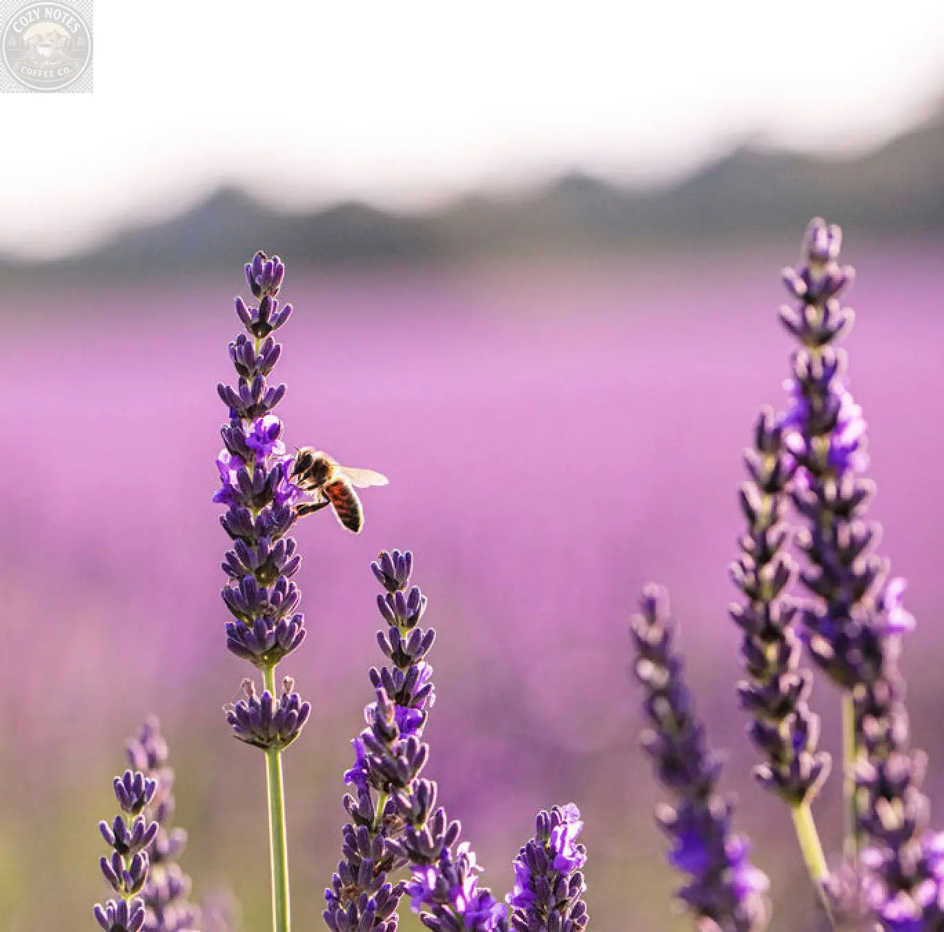 Lavender Infused Honey - 8oz Glass Jar of Pure Sweetness Scott Honey Farms & Organics